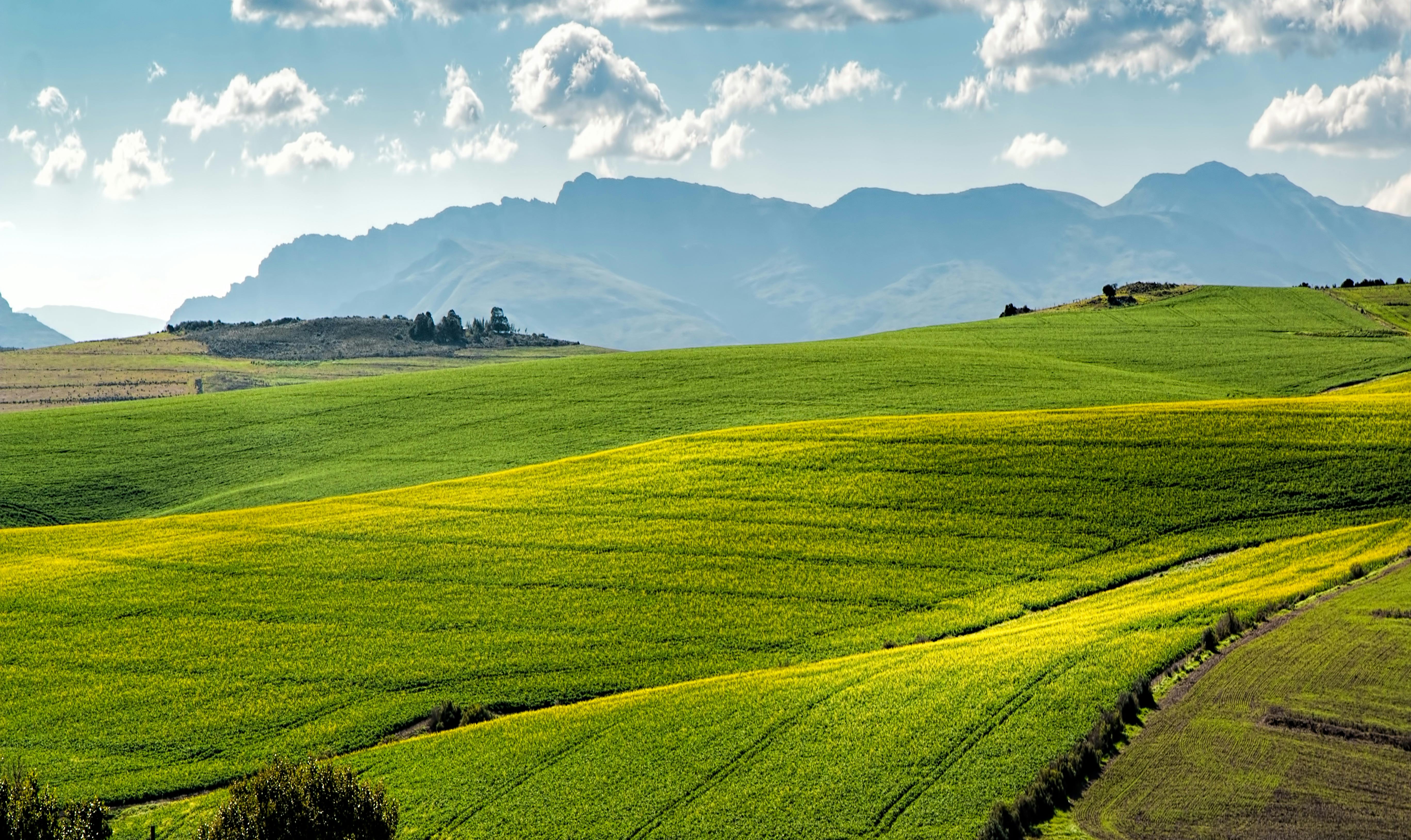 Green Field Consulting